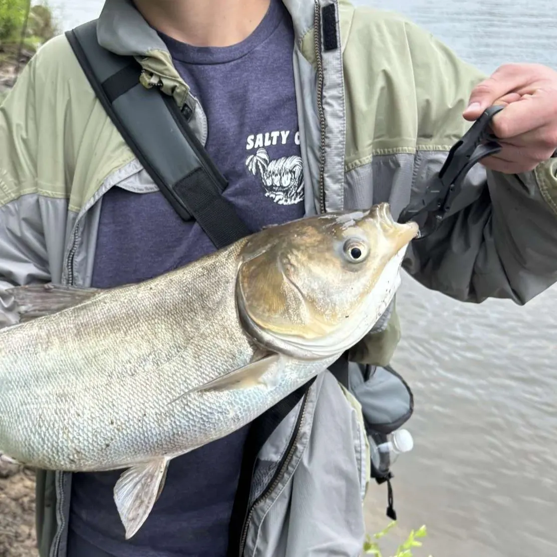 The most recent Silver carp catches on Fishbrain