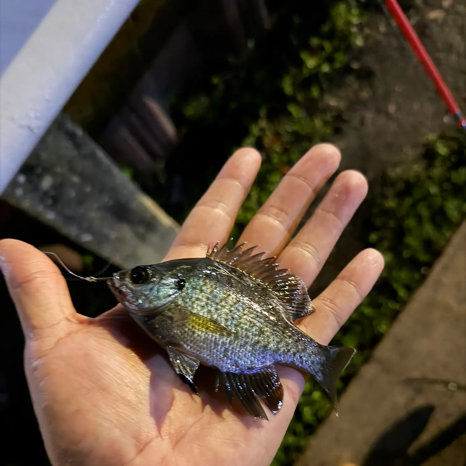Bluegill caught on Fishbrain
