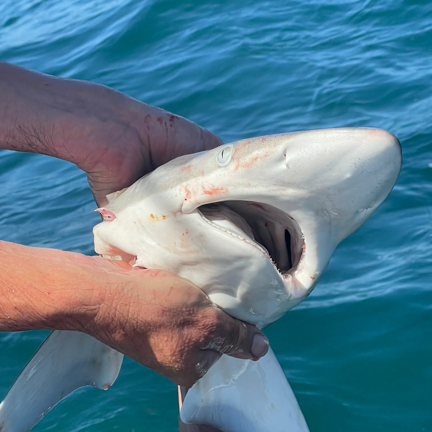 The most recent Dusky shark catches on Fishbrain