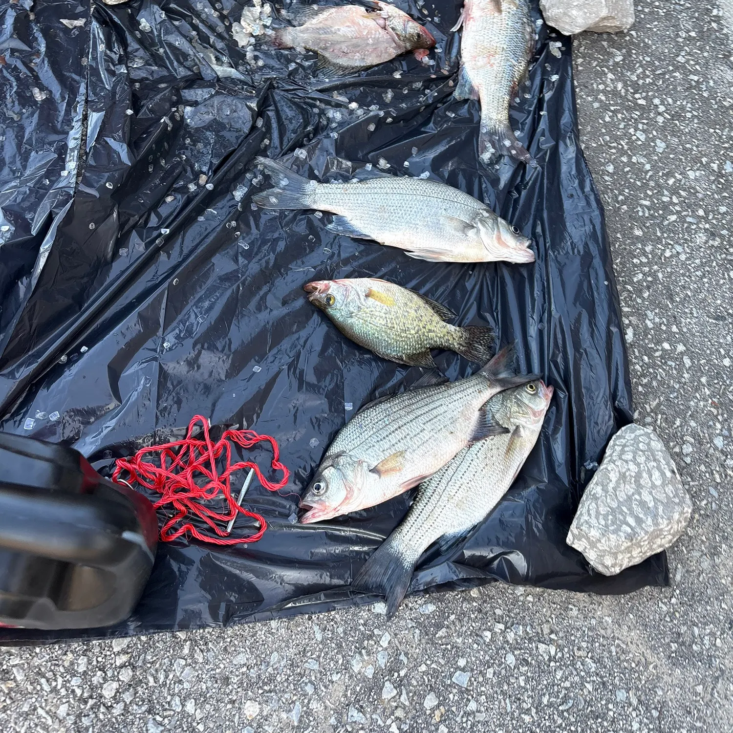 recently logged catches