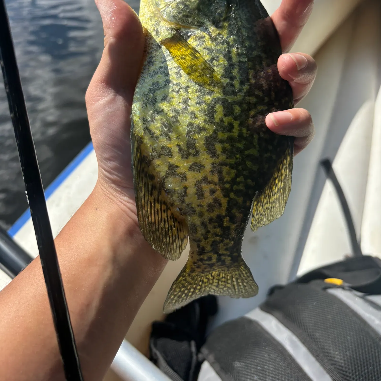 Black crappie caught on Fishbrain