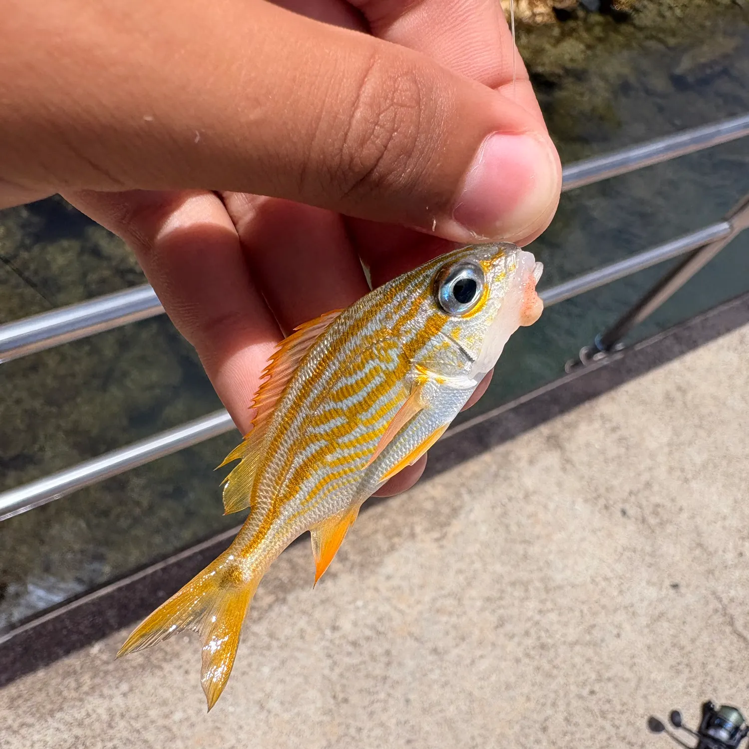 The most recent French grunt catches on Fishbrain