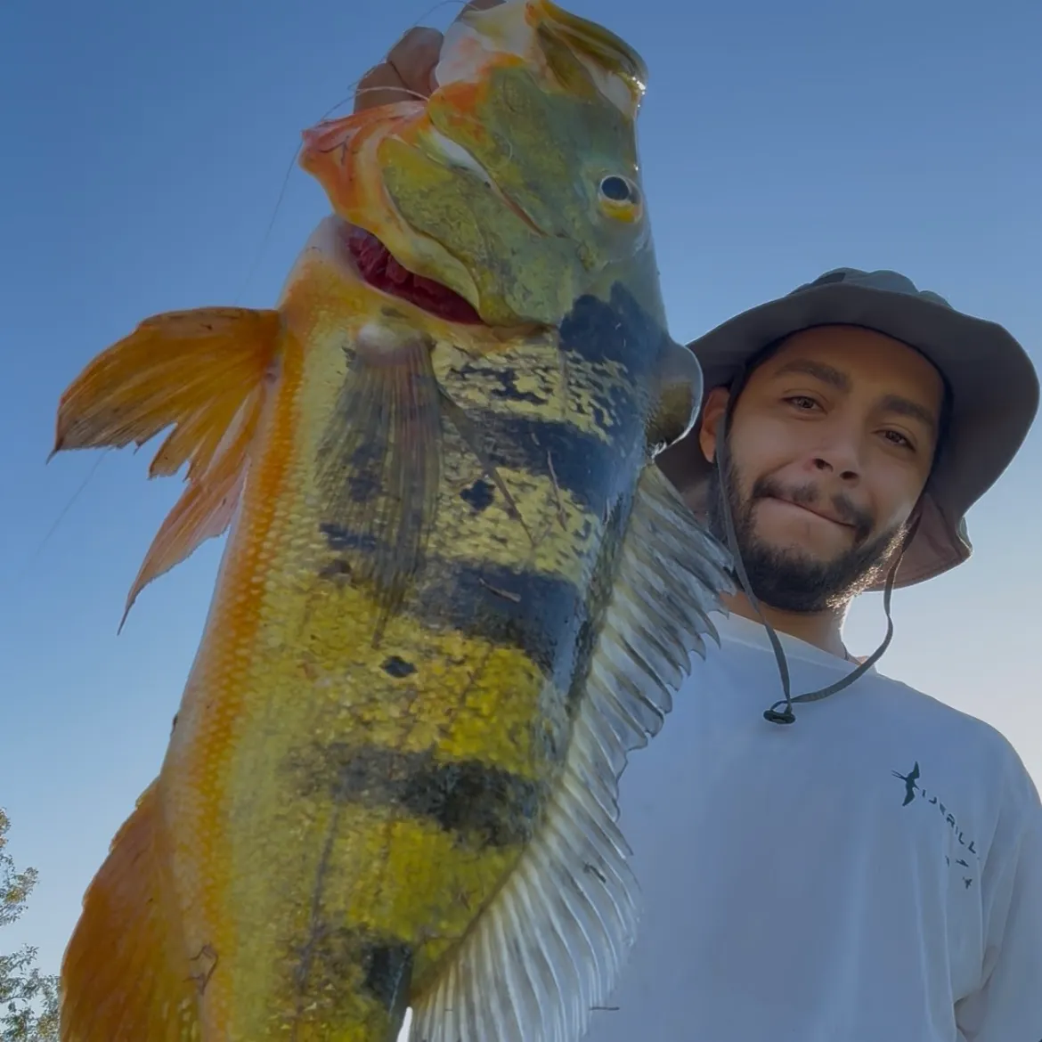 The most recent Butterfly peacock bass catches on Fishbrain