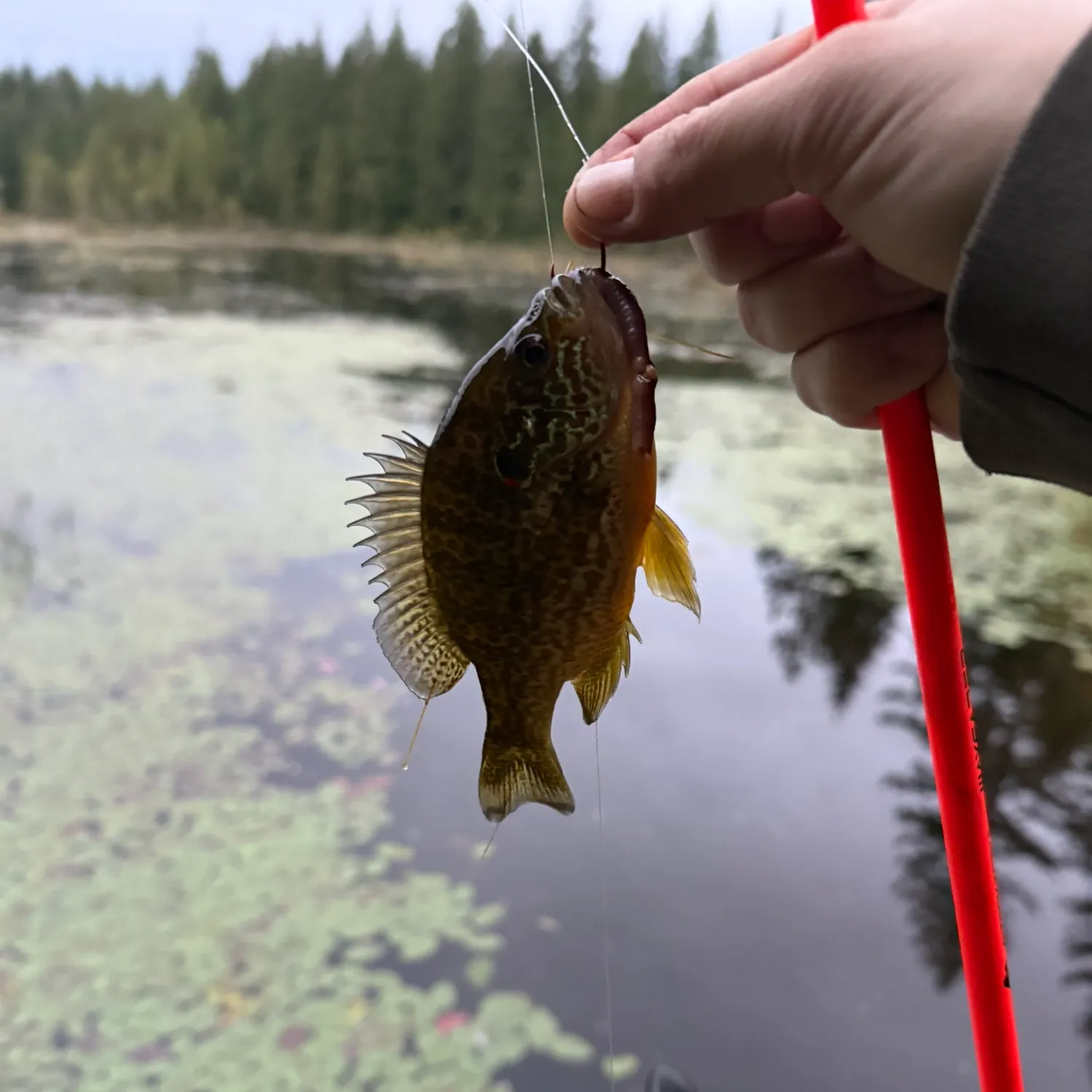 Pumpkinseed caught on Fishbrain