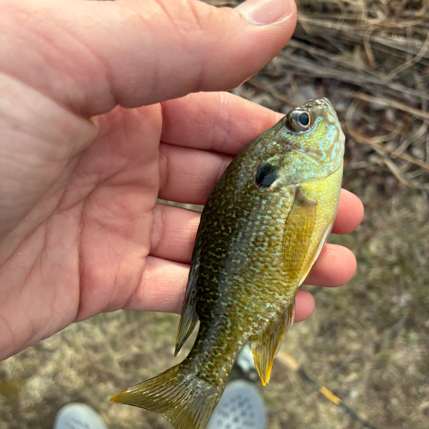 The most recent Greengill hybrid catches on Fishbrain