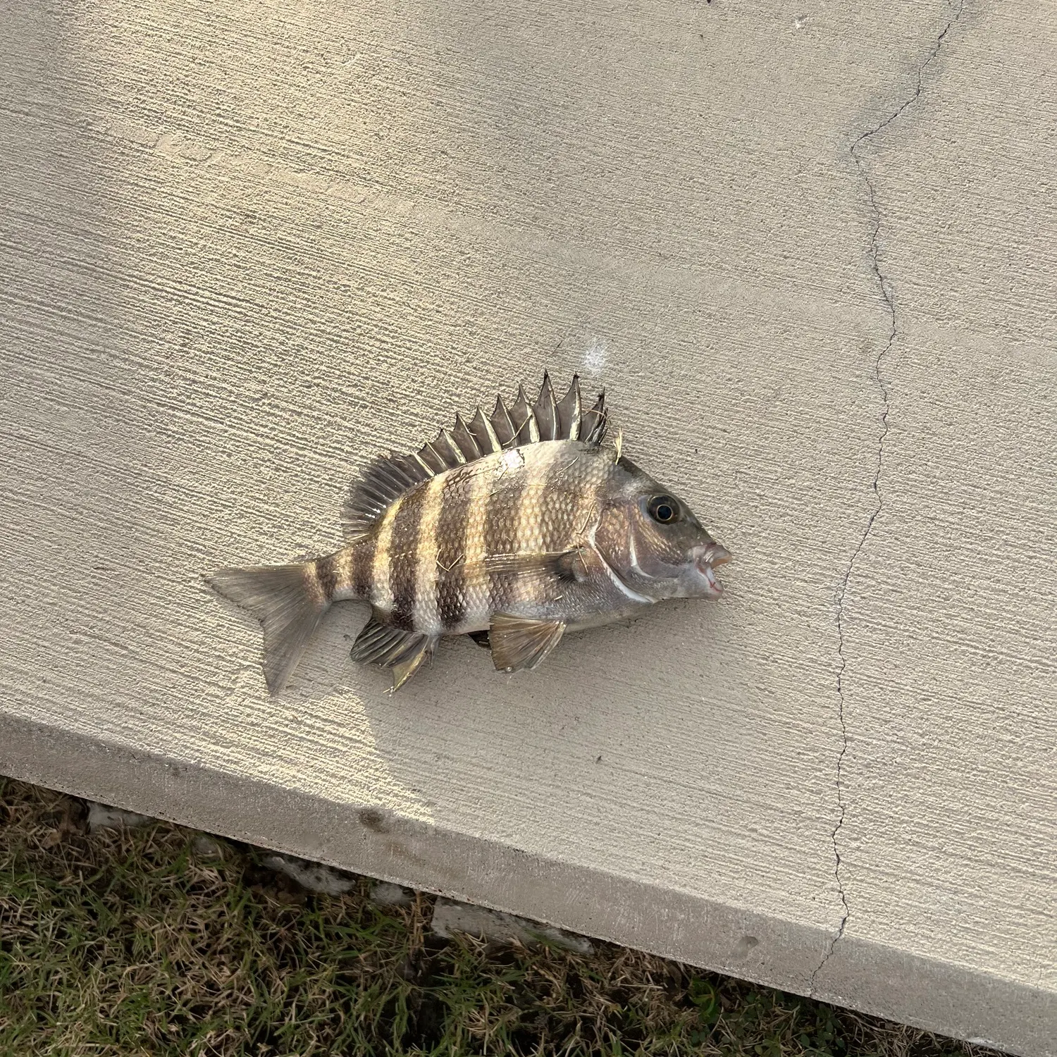 The most recent Sheepshead catches on Fishbrain