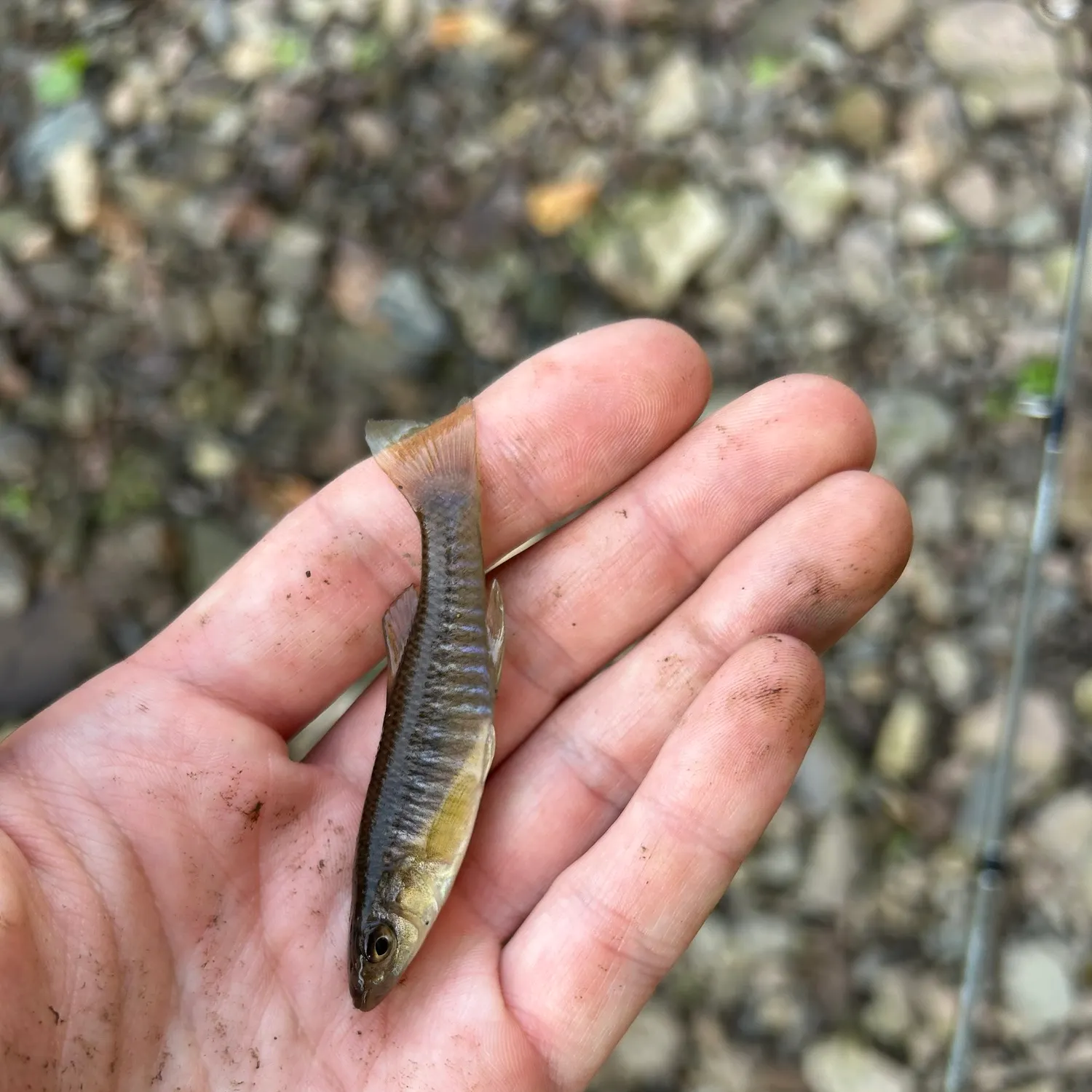 The most recent Banded killifish catches on Fishbrain