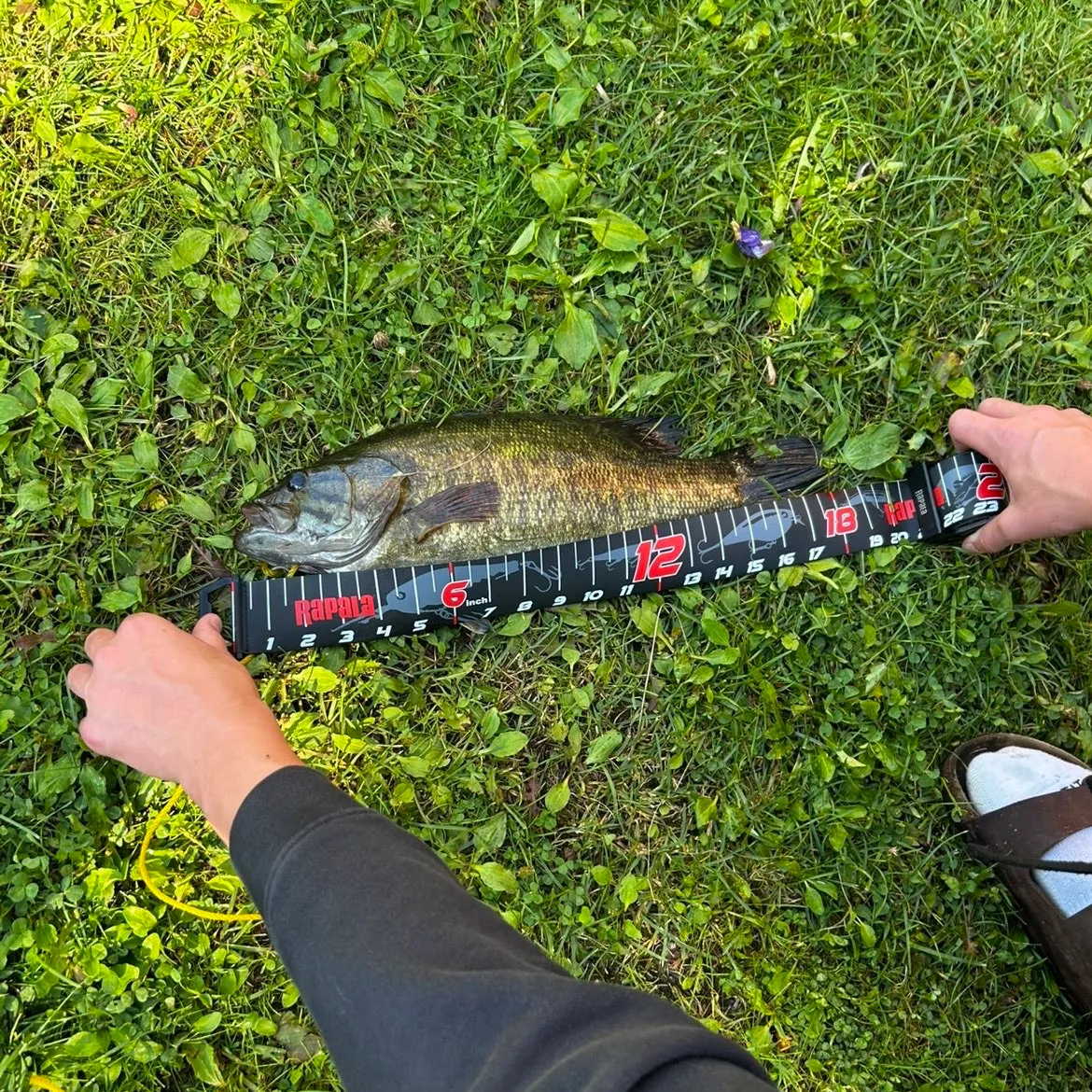 Smallmouth bass caught on Fishbrain