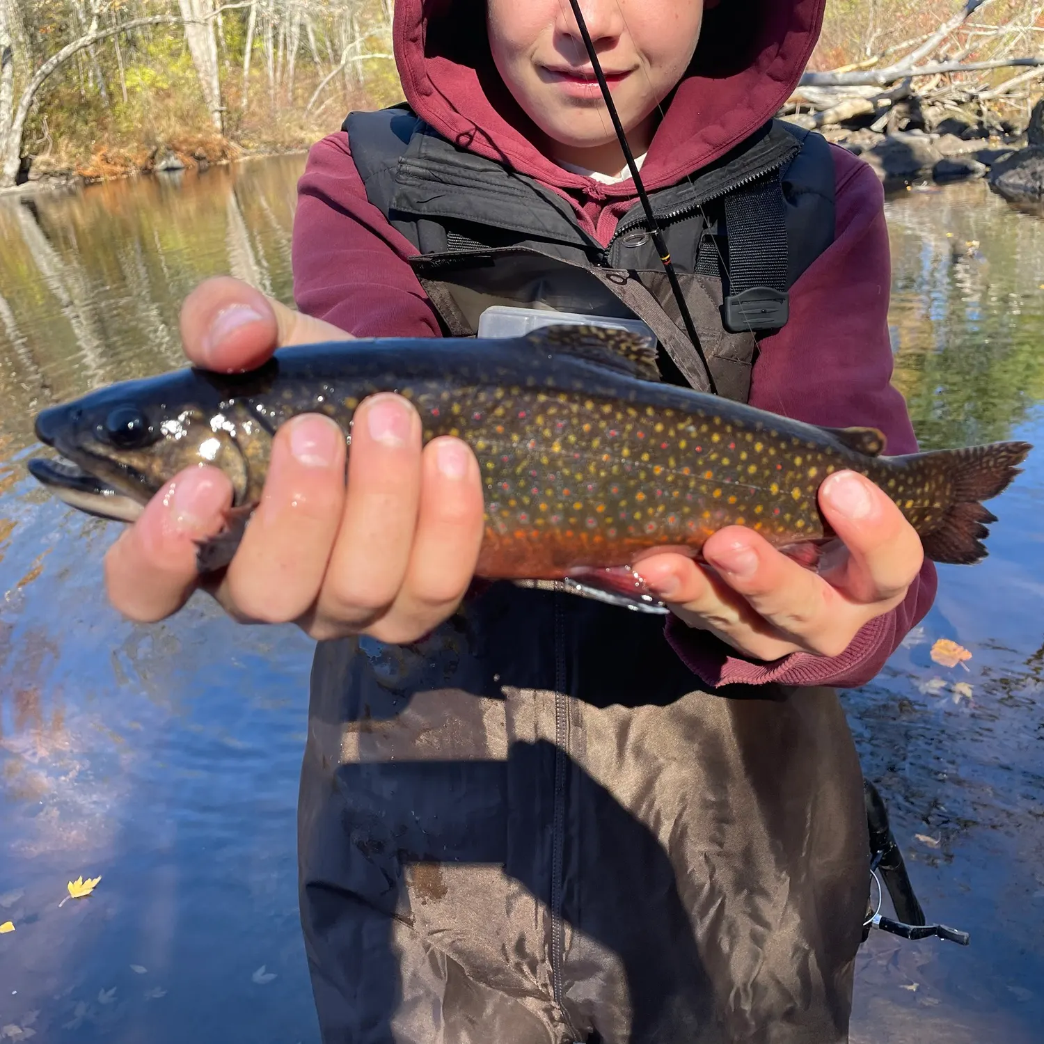 Brook trout caught on Fishbrain