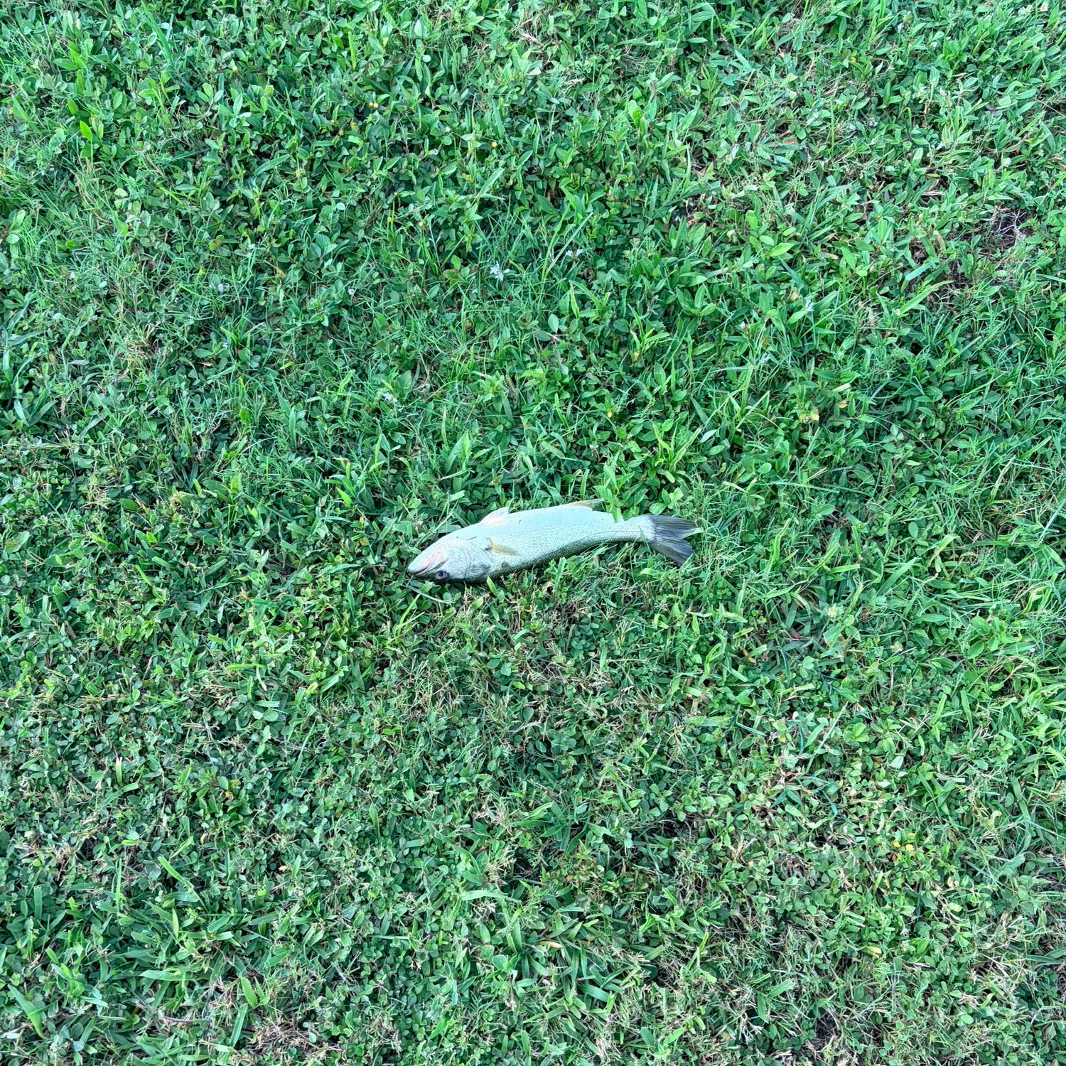 Common snook caught on Fishbrain