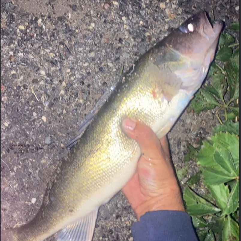 Walleye caught on Fishbrain