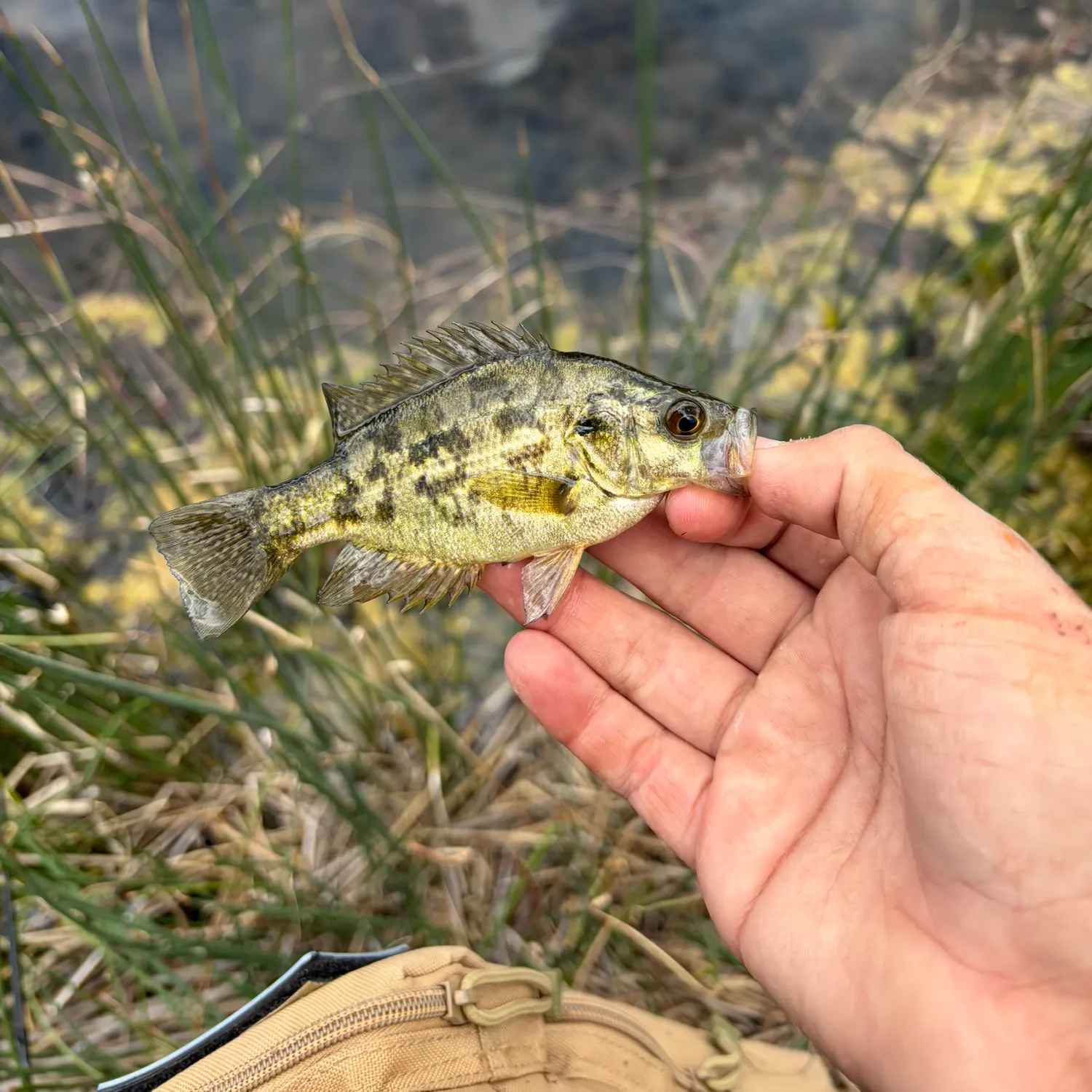 The most recent Sacramento perch catches on Fishbrain