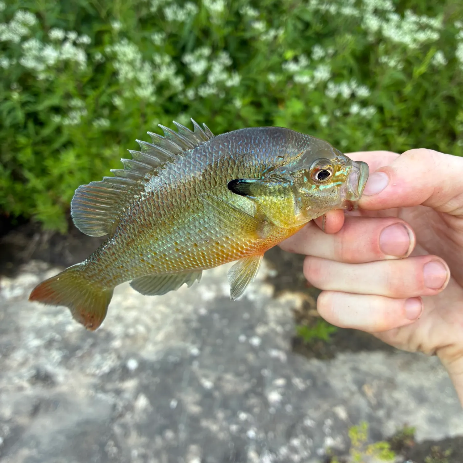 Redbreast sunfish caught on Fishbrain