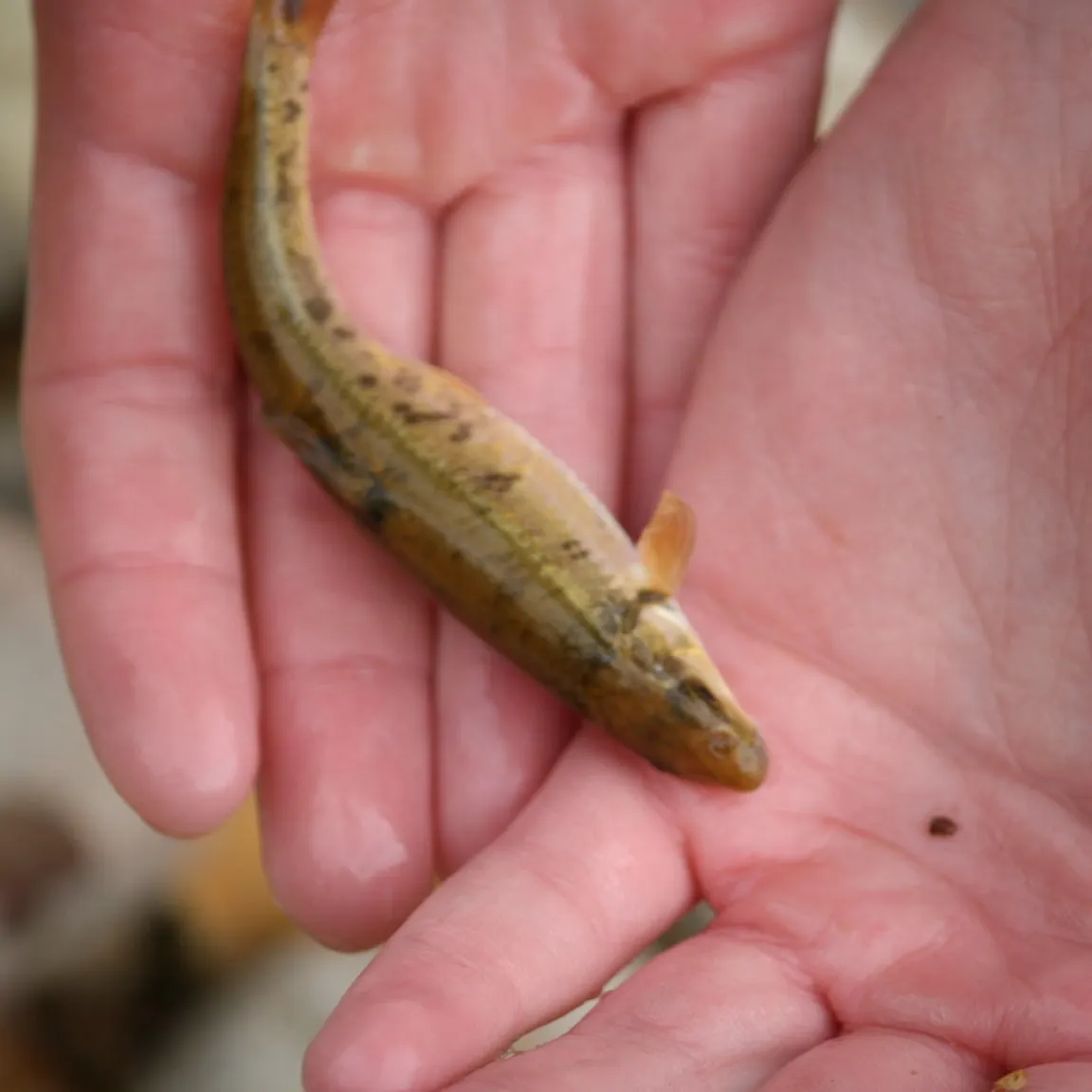 The most recent Central stoneroller catches on Fishbrain