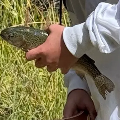 Rainbow trout caught on Fishbrain