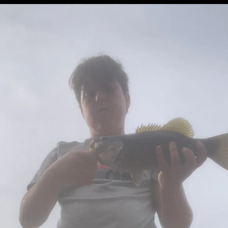 Smallmouth bass caught on Fishbrain