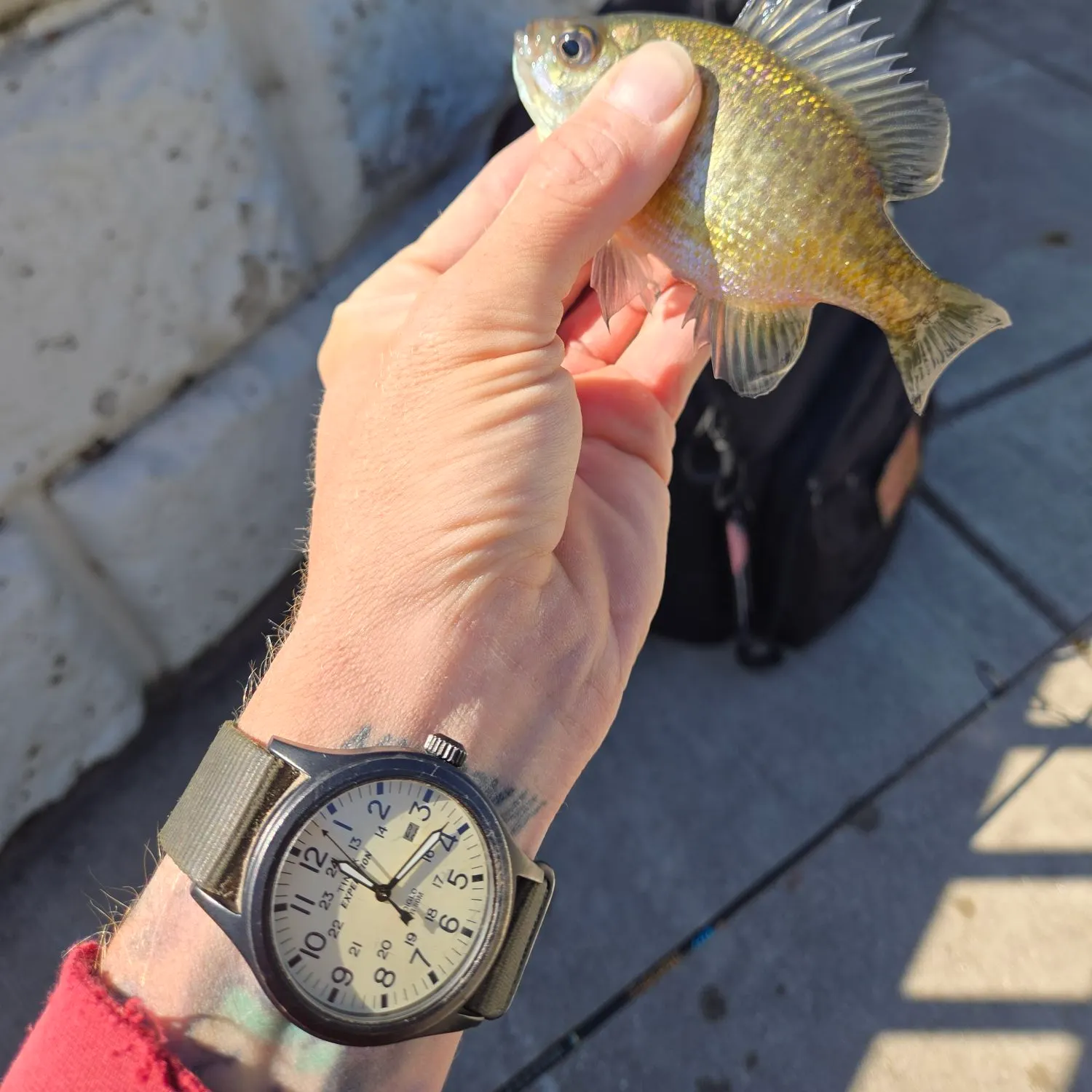 Bluegill caught on Fishbrain