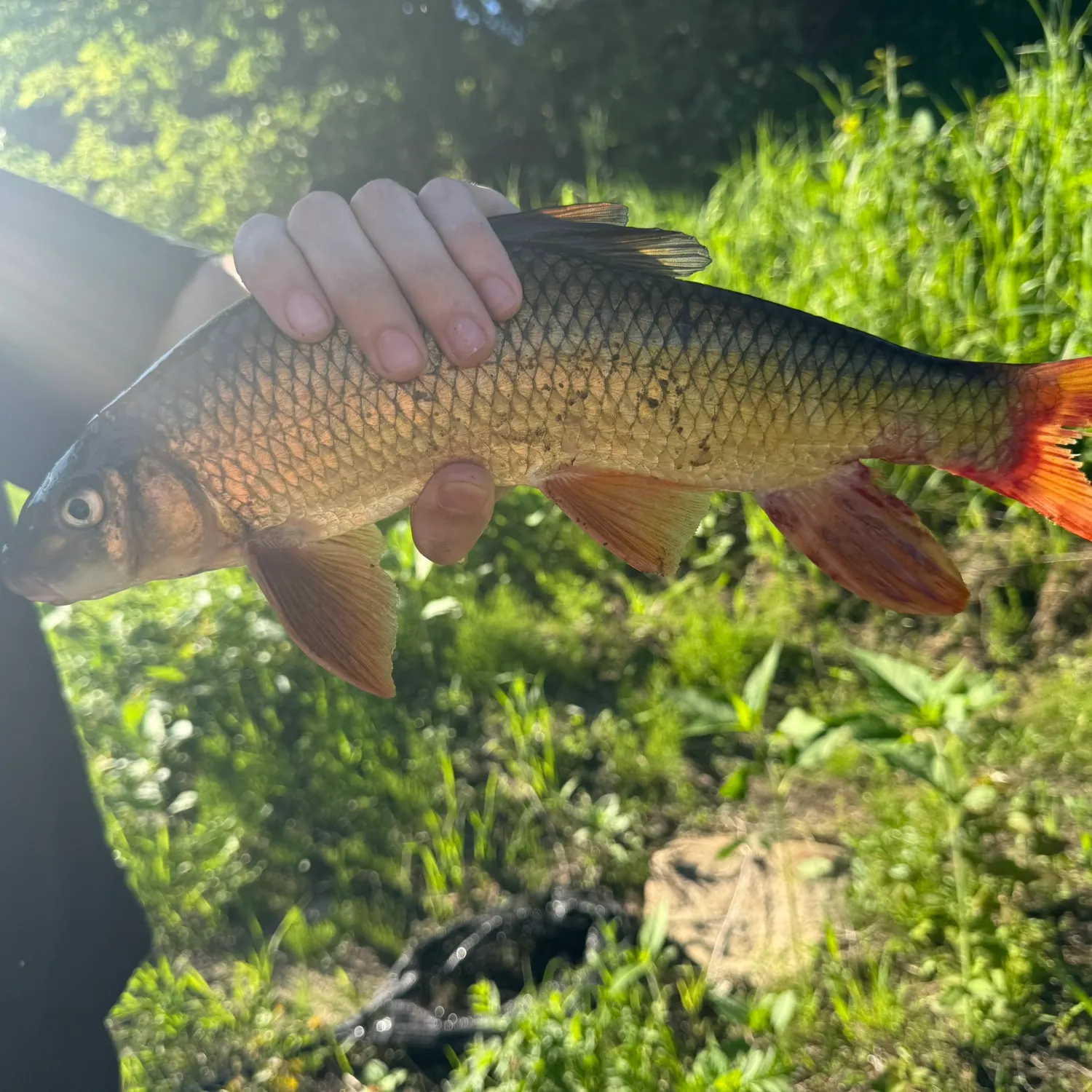 The most recent River redhorse catches on Fishbrain
