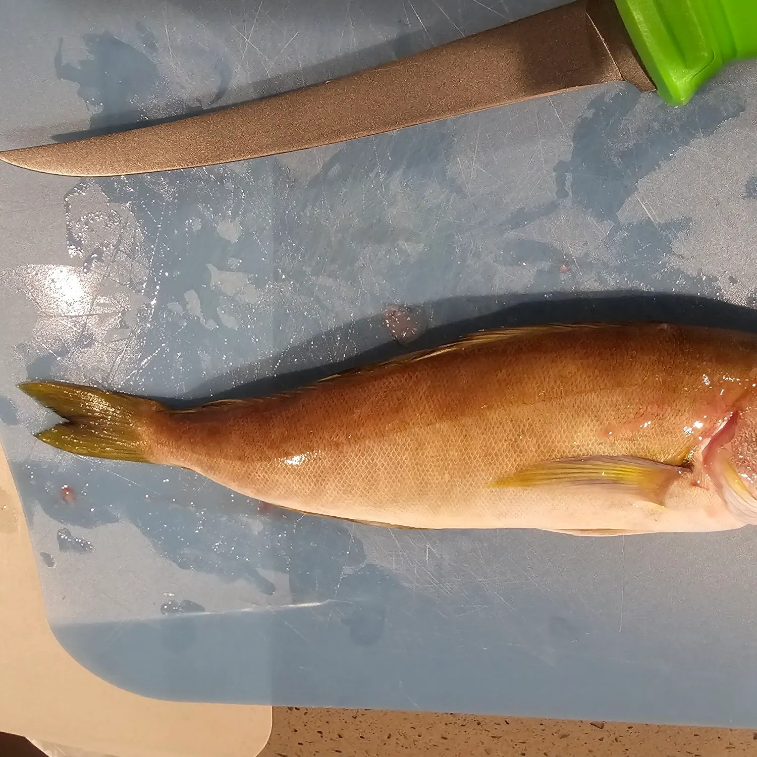 Ocean whitefish caught on Fishbrain