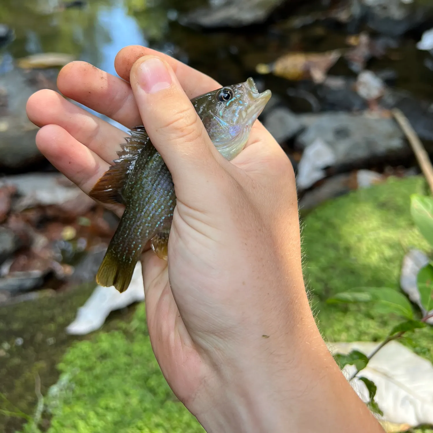 Green sunfish caught on Fishbrain