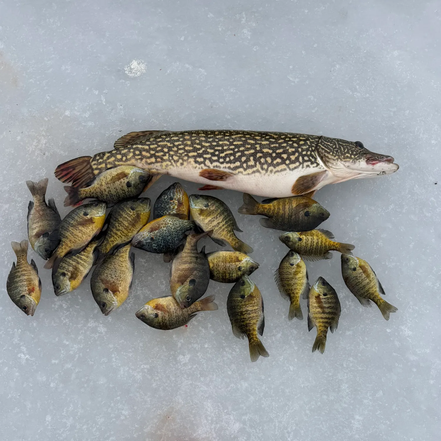 recently logged catches