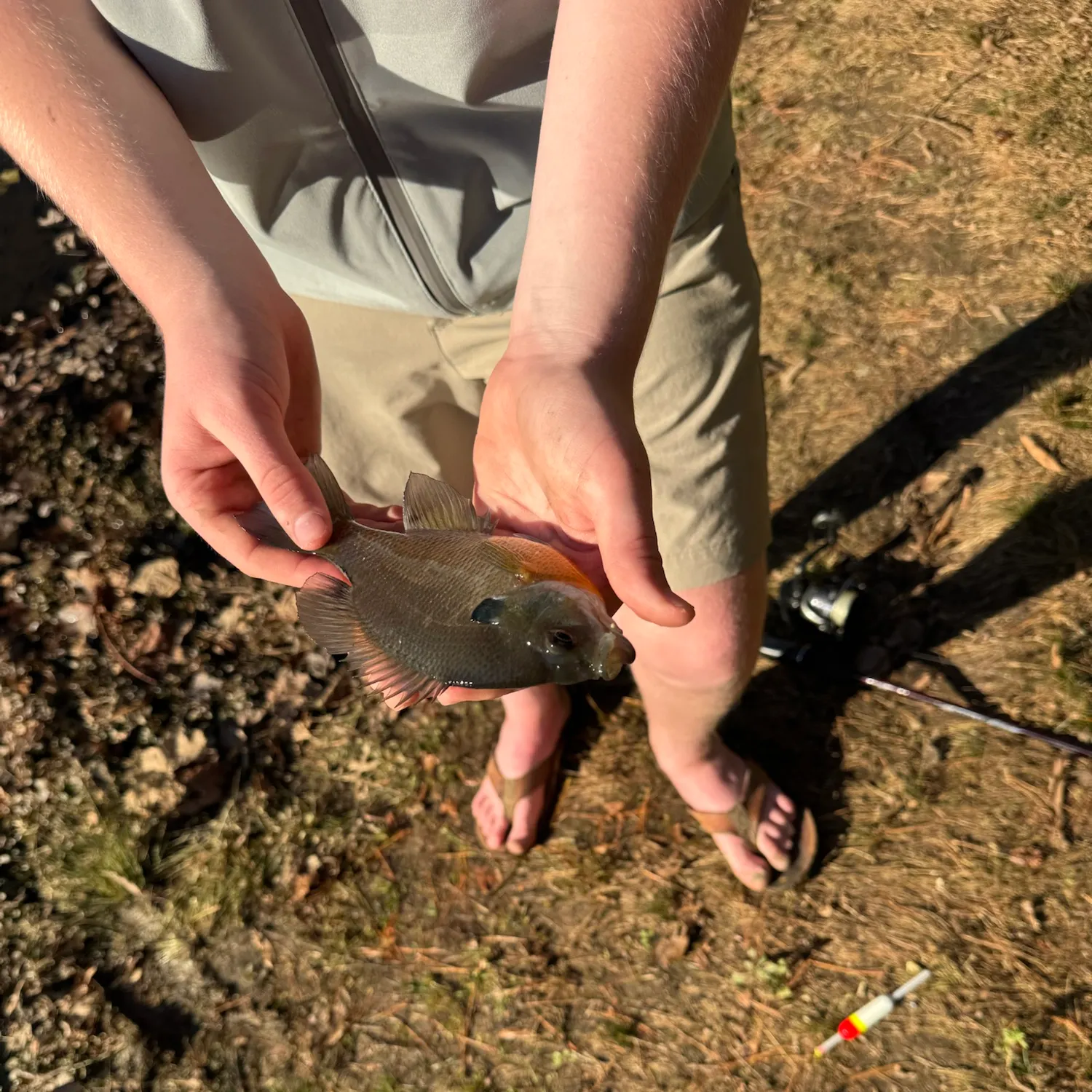 Green sunfish caught on Fishbrain