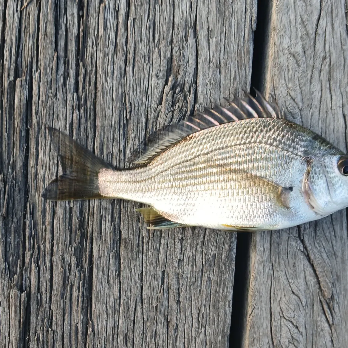 Surf bream caught on Fishbrain