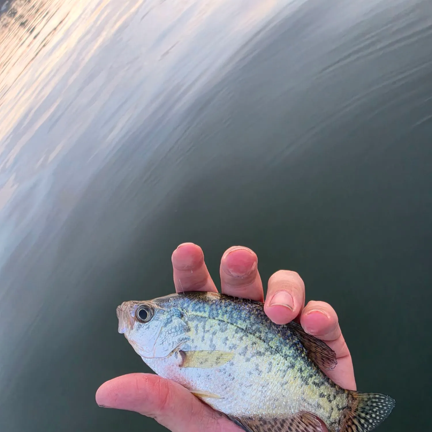Black crappie caught on Fishbrain
