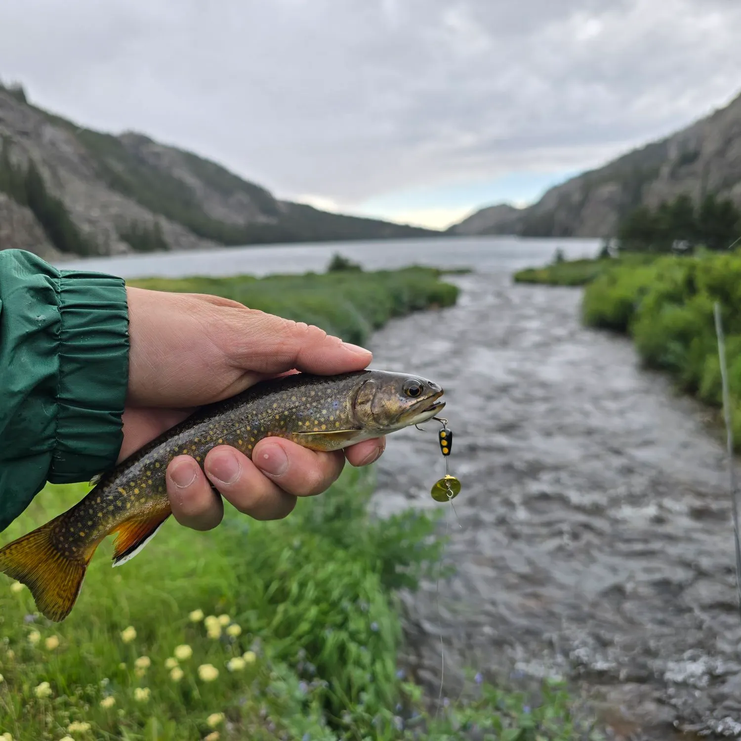 The most recent Brook trout catches on Fishbrain