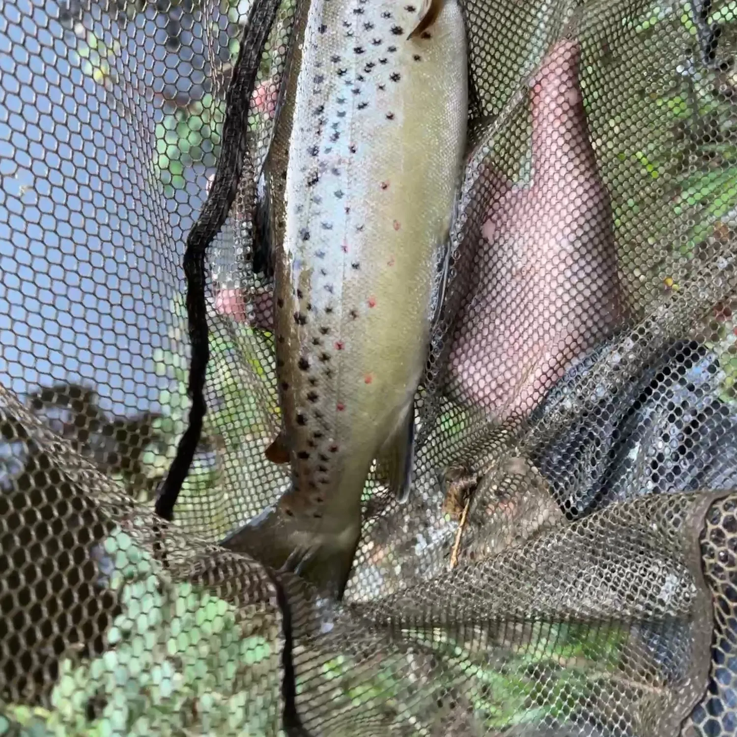 Brown trout caught on Fishbrain