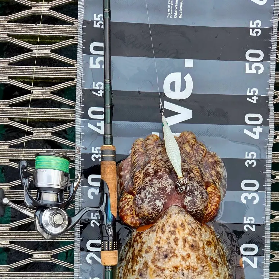 The most recent Common cuttlefish catches on Fishbrain