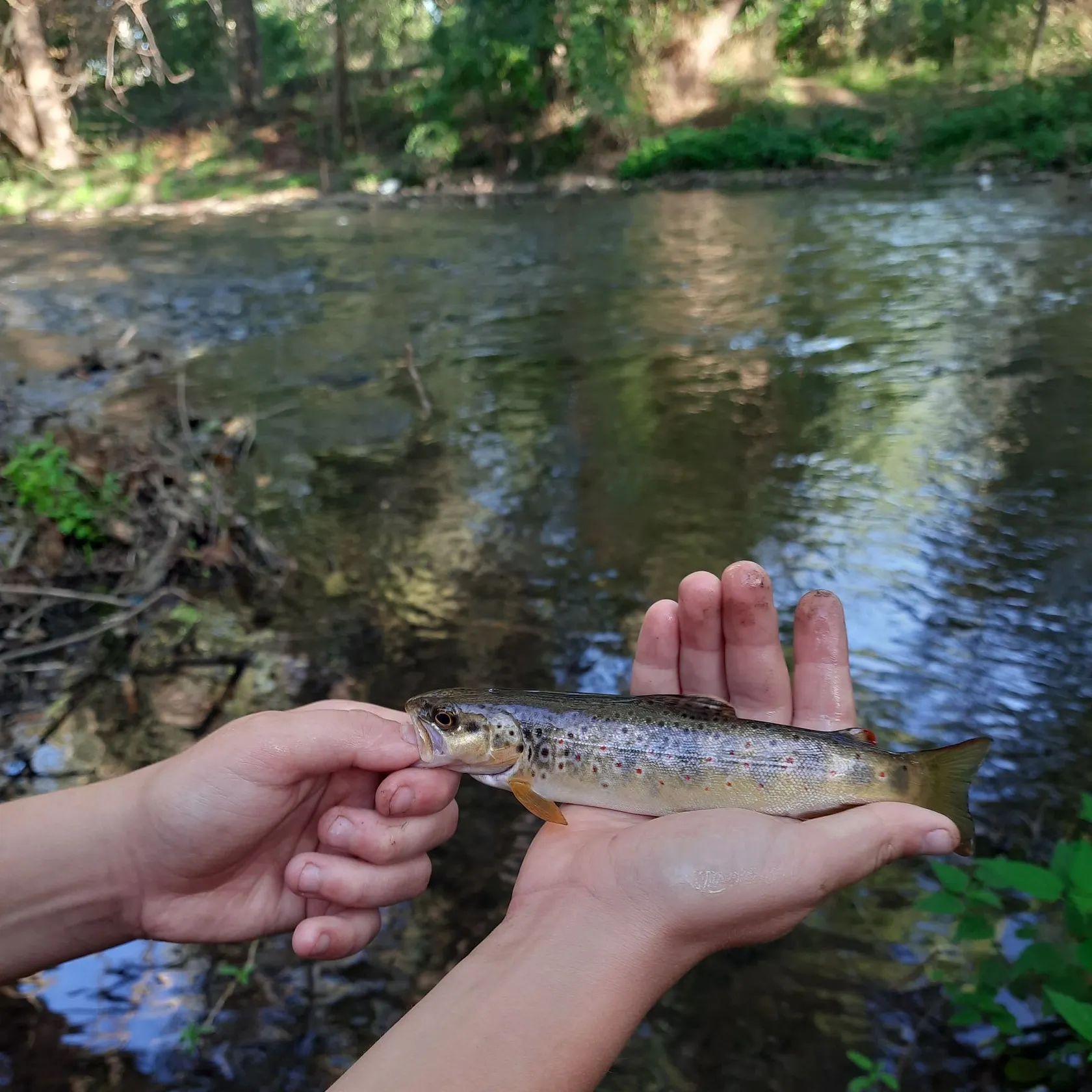 The most recent Lake trout catches on Fishbrain