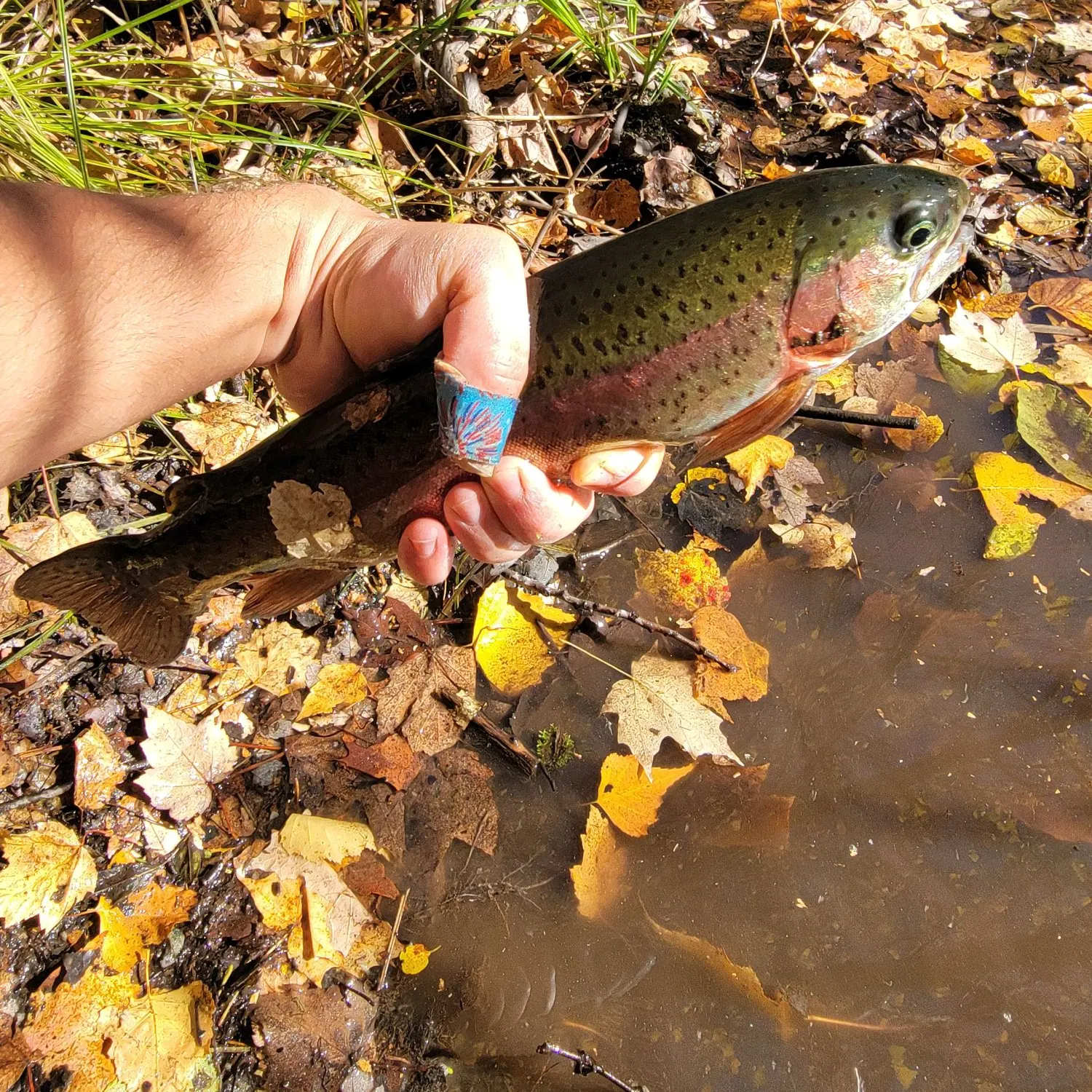 Rainbow trout caught on Fishbrain