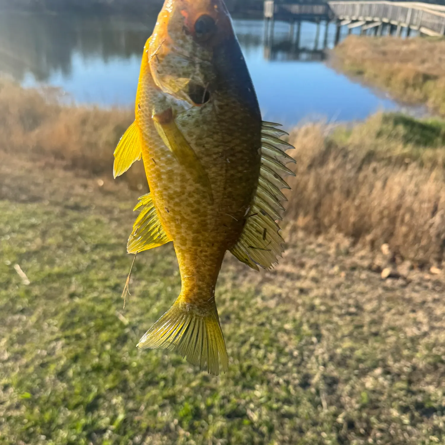 The most recent Redear sunfish catches on Fishbrain