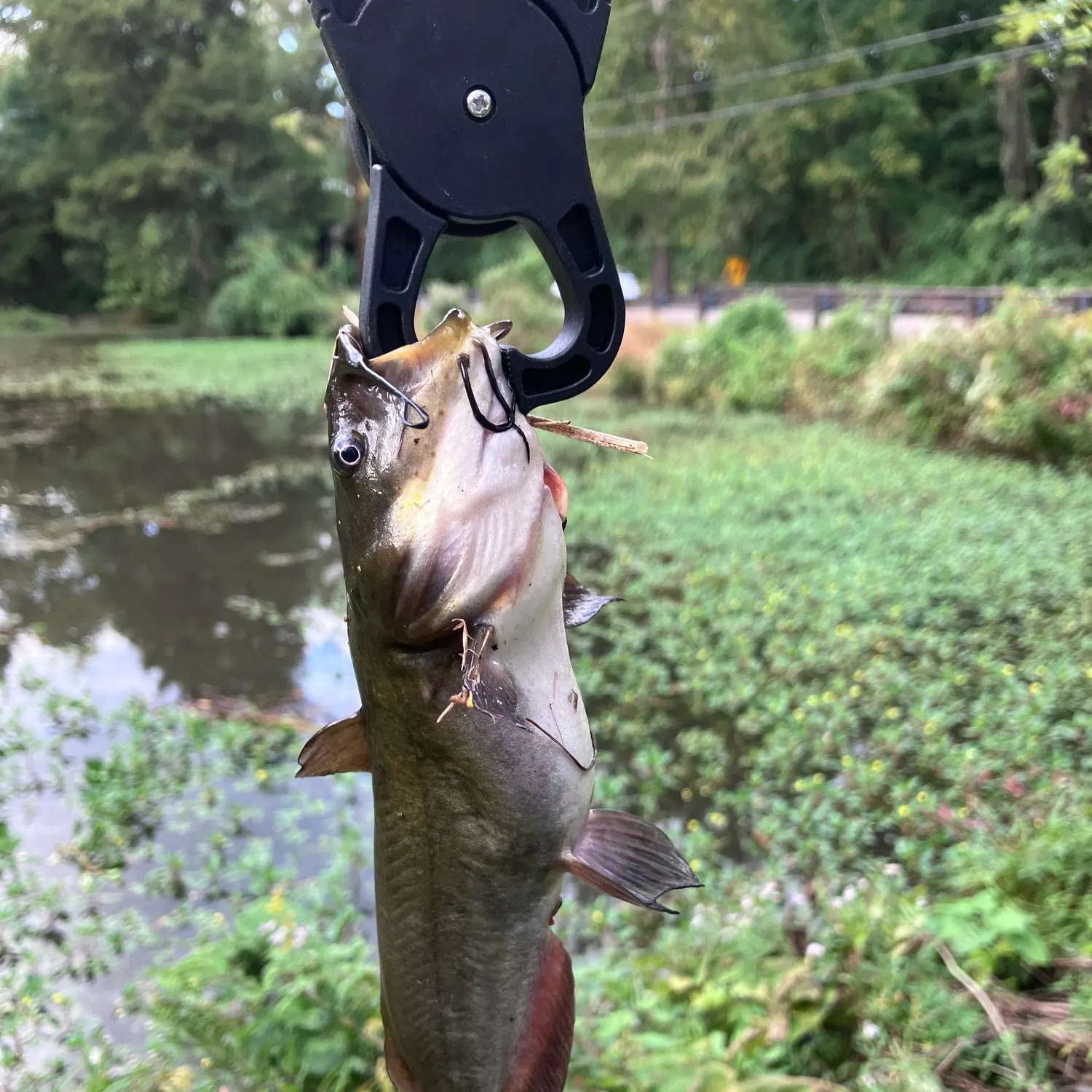 Black bullhead caught on Fishbrain