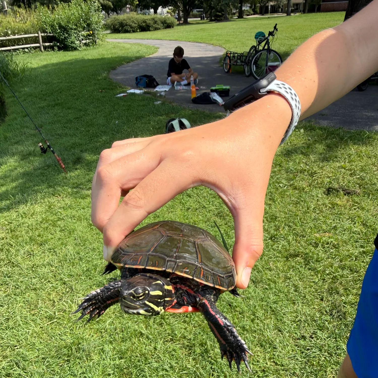 Painted turtle caught on Fishbrain