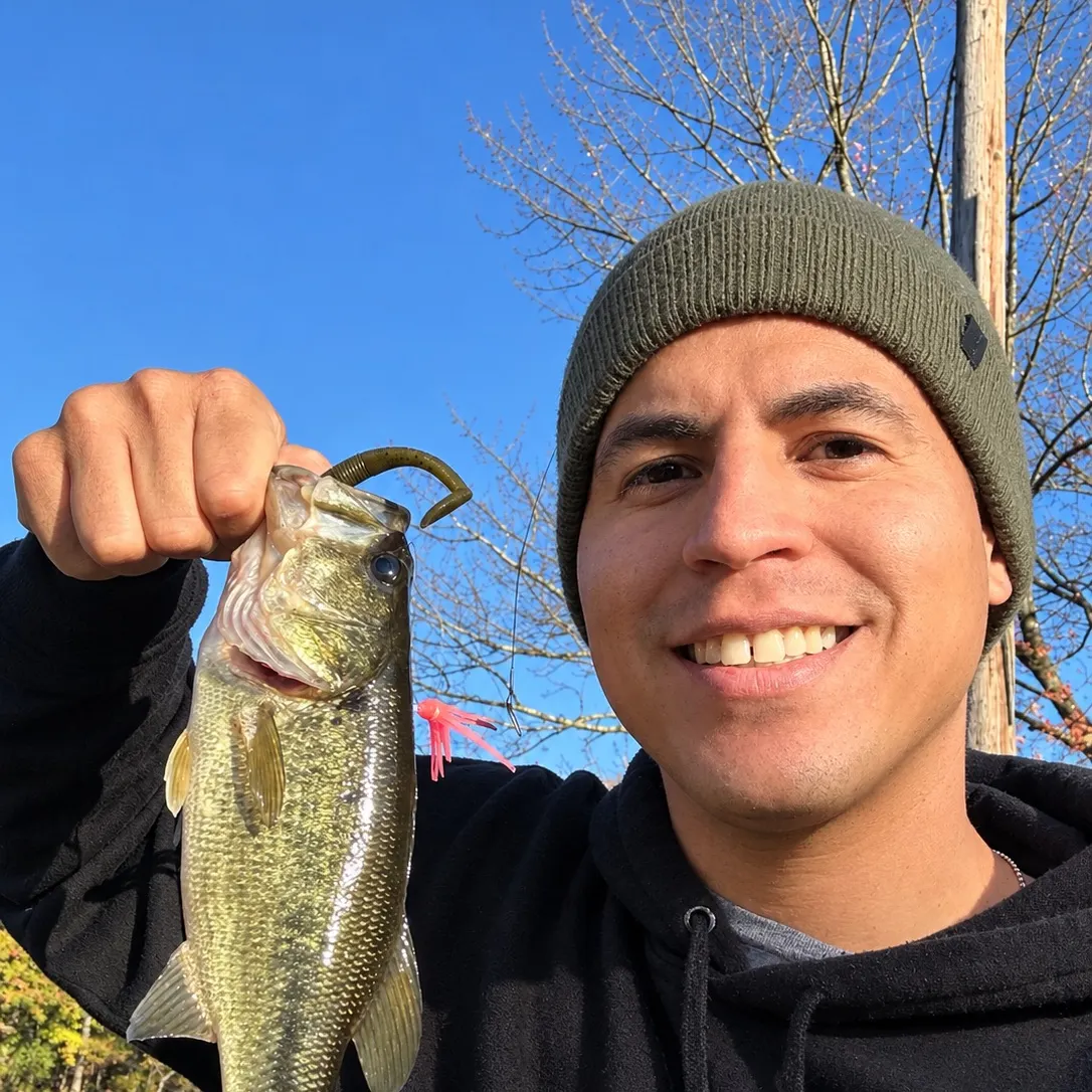 Largemouth bass caught on Fishbrain