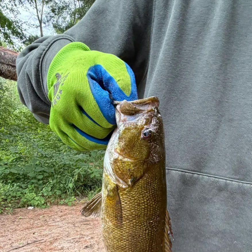 Smallmouth bass caught on Fishbrain