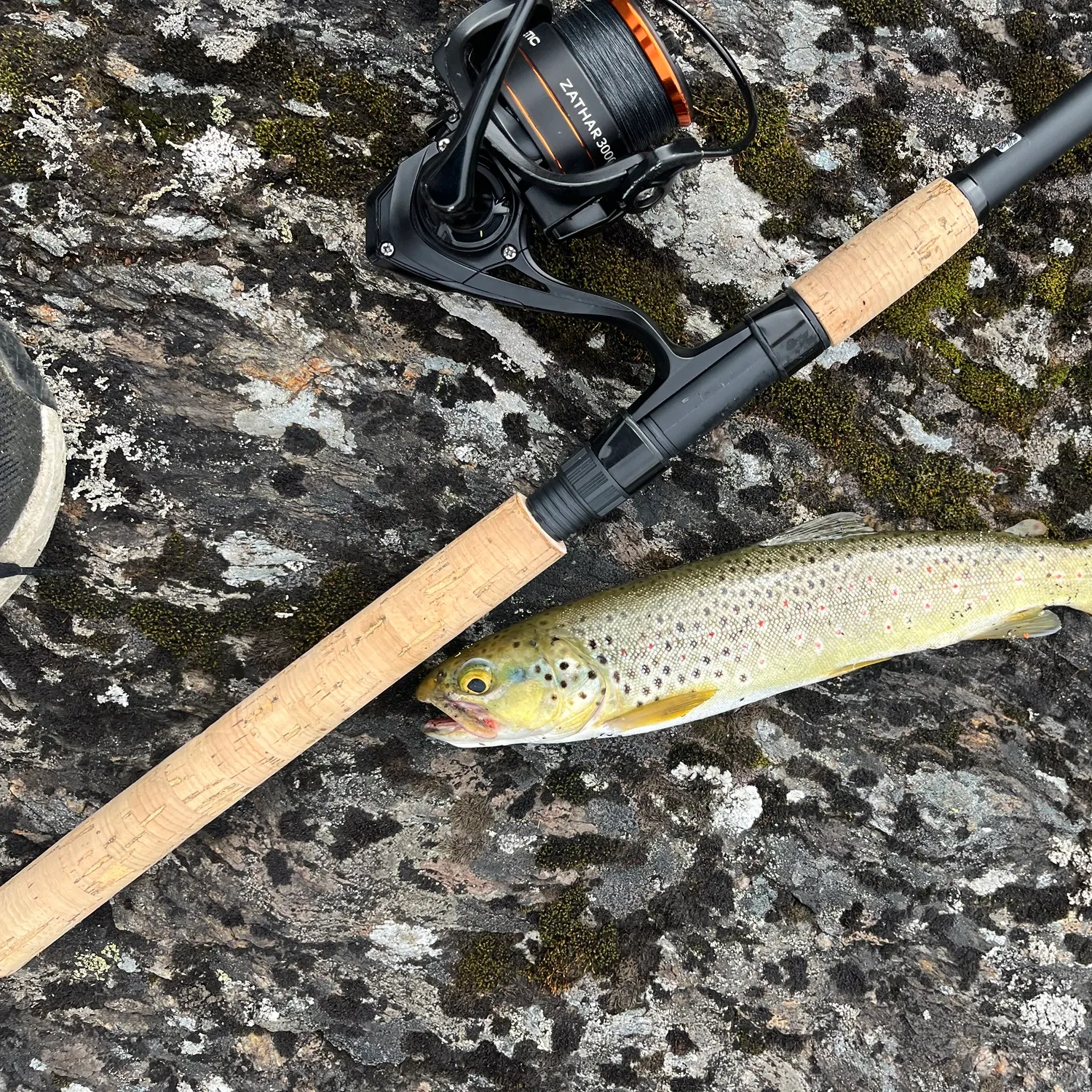 Brown trout caught on Fishbrain
