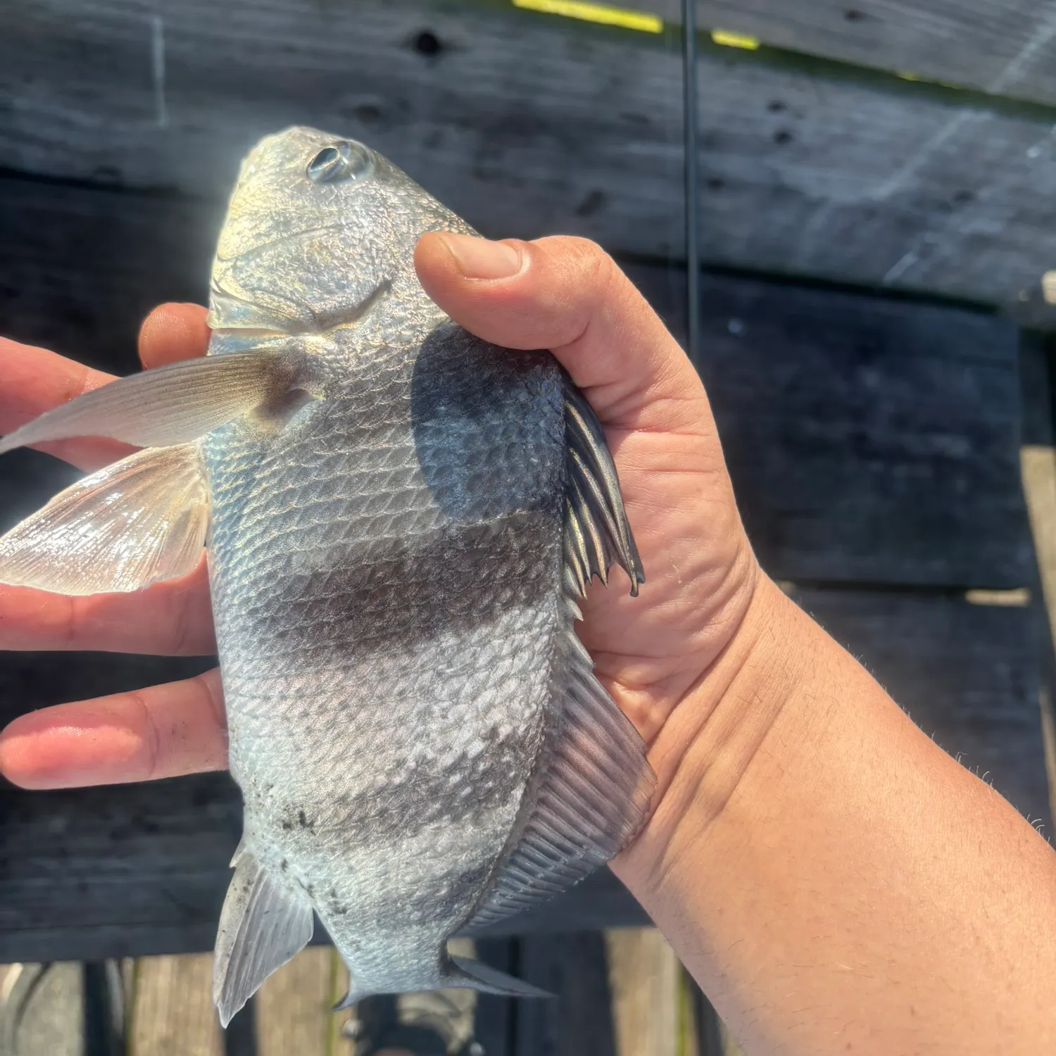 Black drum caught on Fishbrain