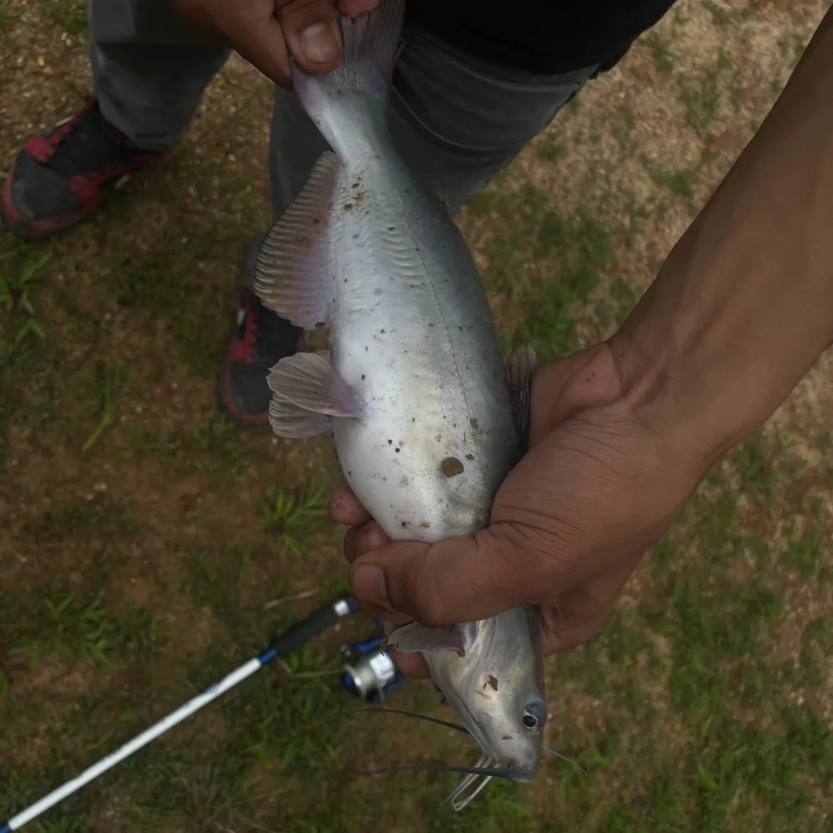 Channel catfish caught on Fishbrain