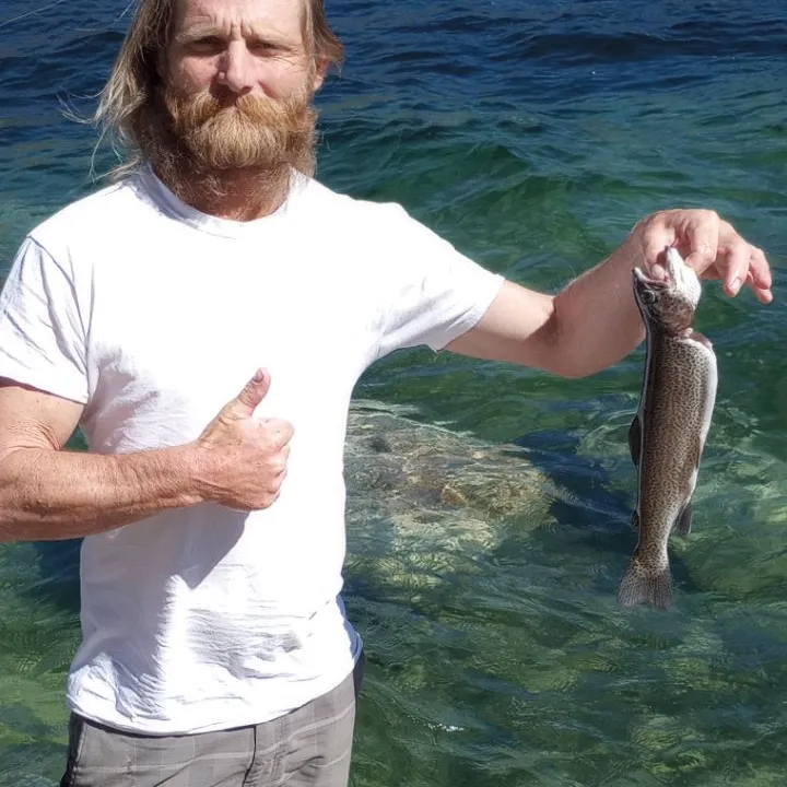 Rainbow trout caught on Fishbrain