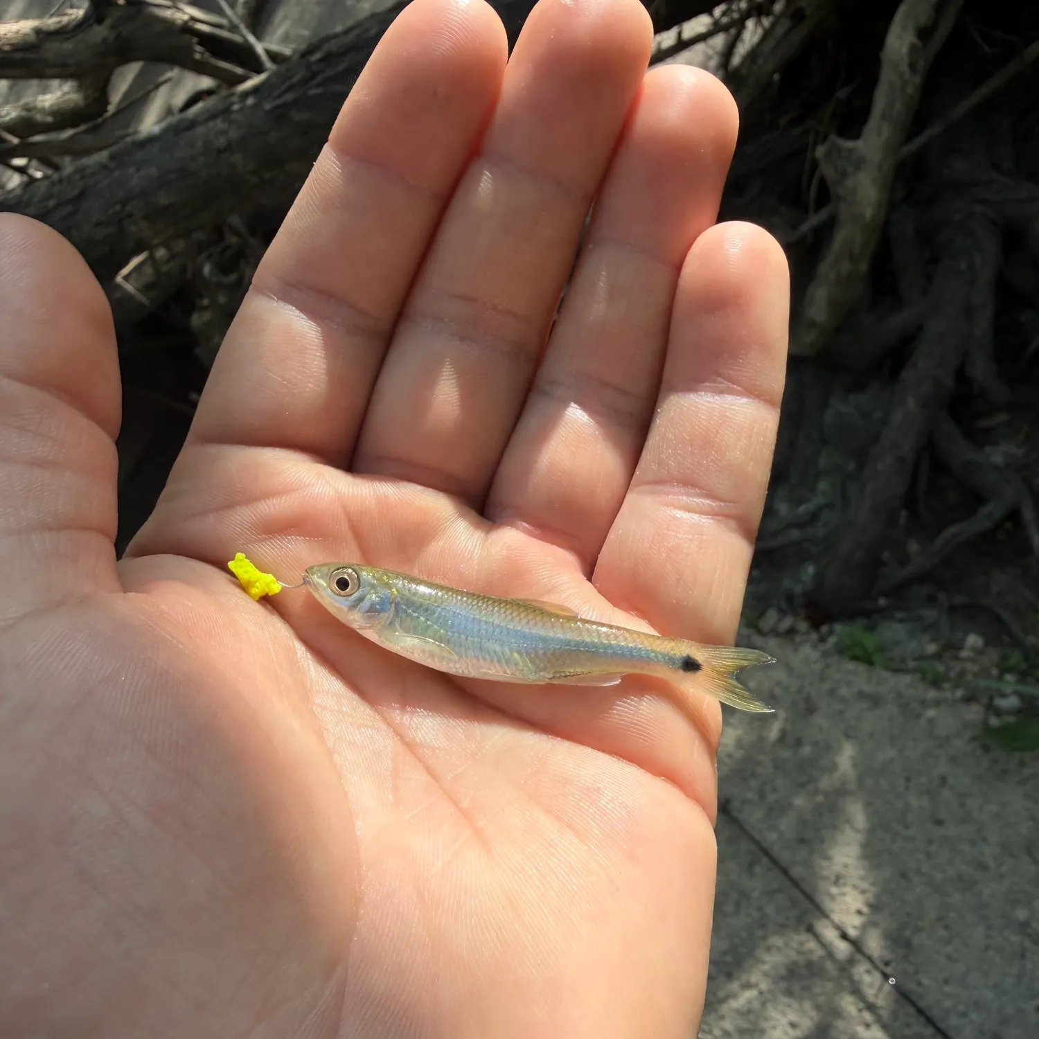 The most recent Western blacktail shiner catches on Fishbrain