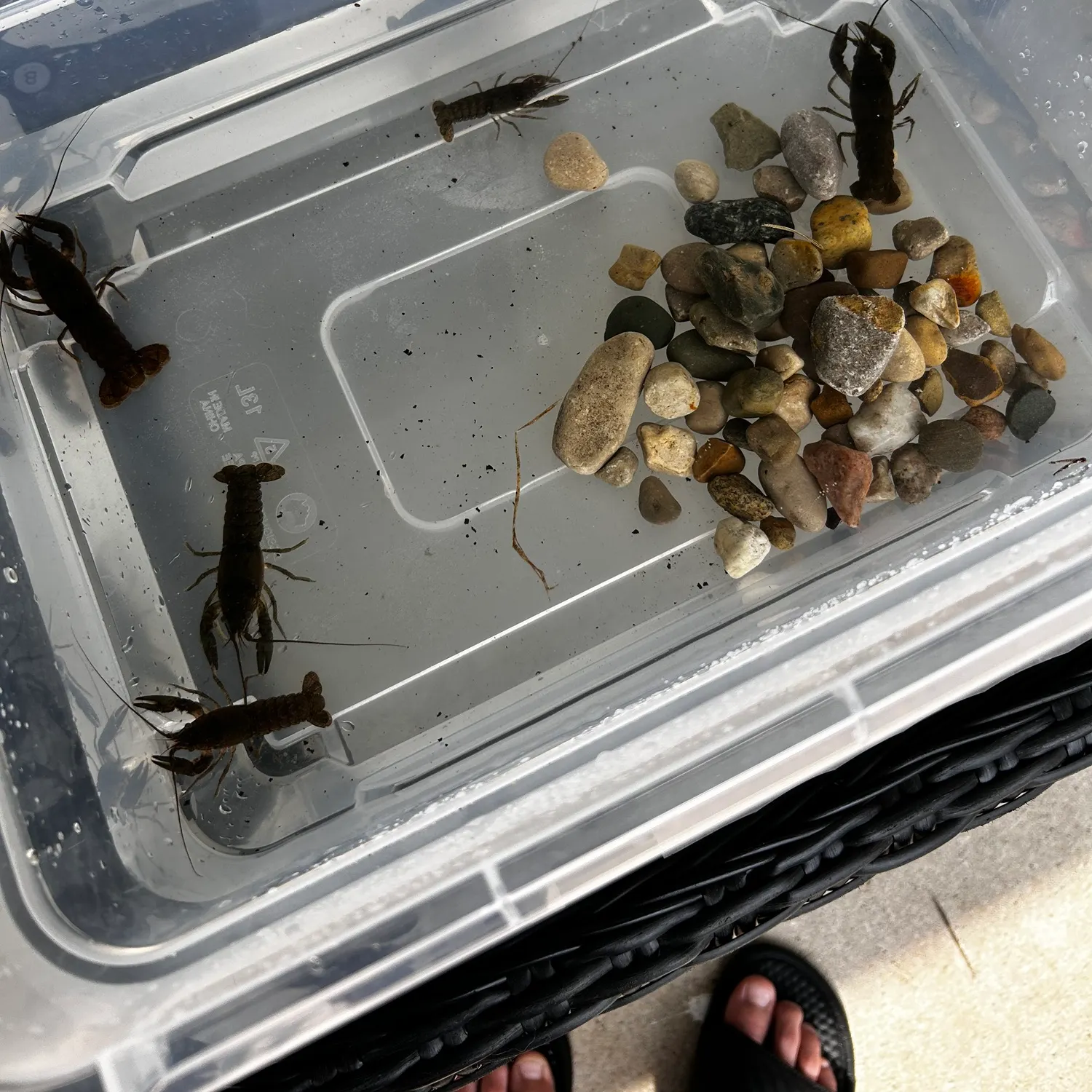 The most recent Northern clearwater crayfish catches on Fishbrain
