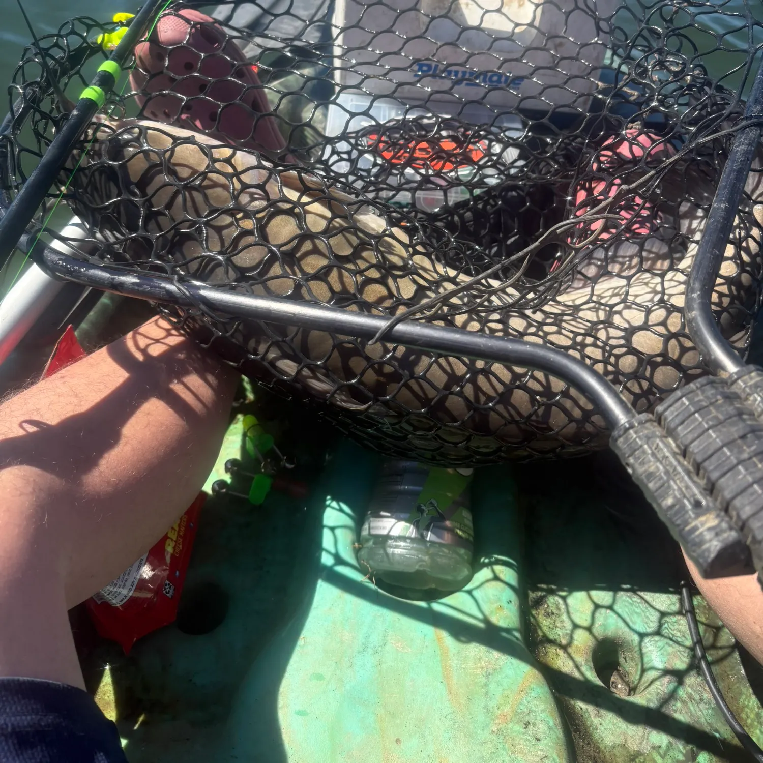 Channel catfish caught on Fishbrain