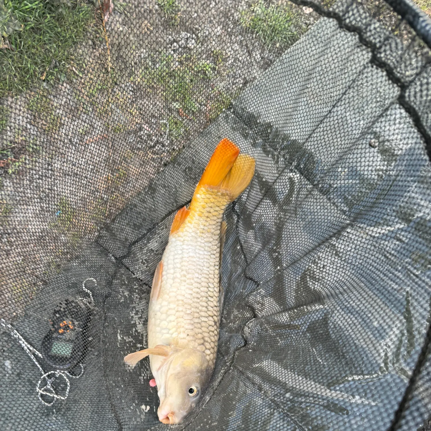 Common carp caught on Fishbrain