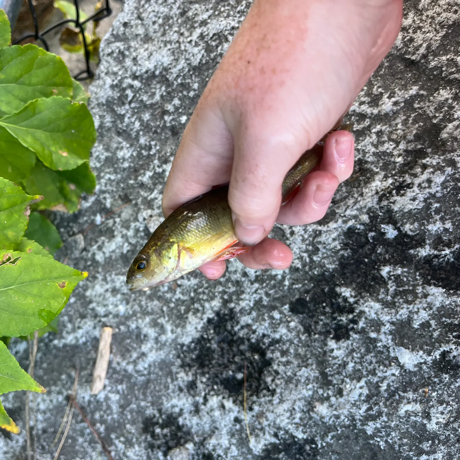 Yellow perch caught on Fishbrain