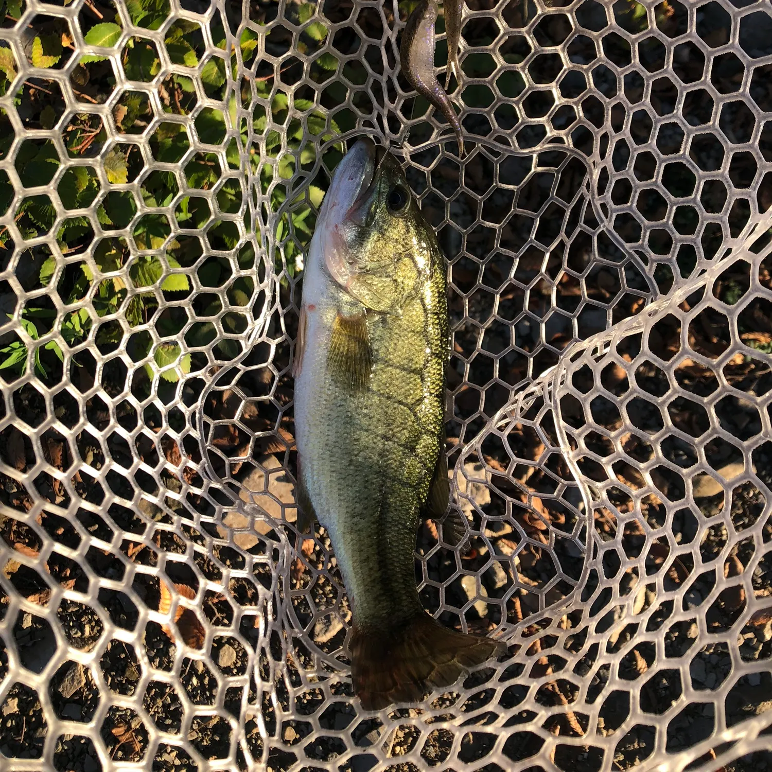 Spotted bass caught on Fishbrain