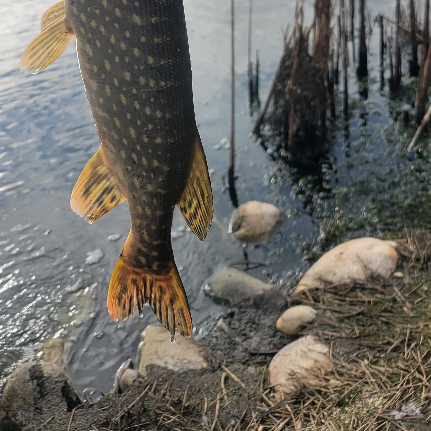 Northern pike caught on Fishbrain