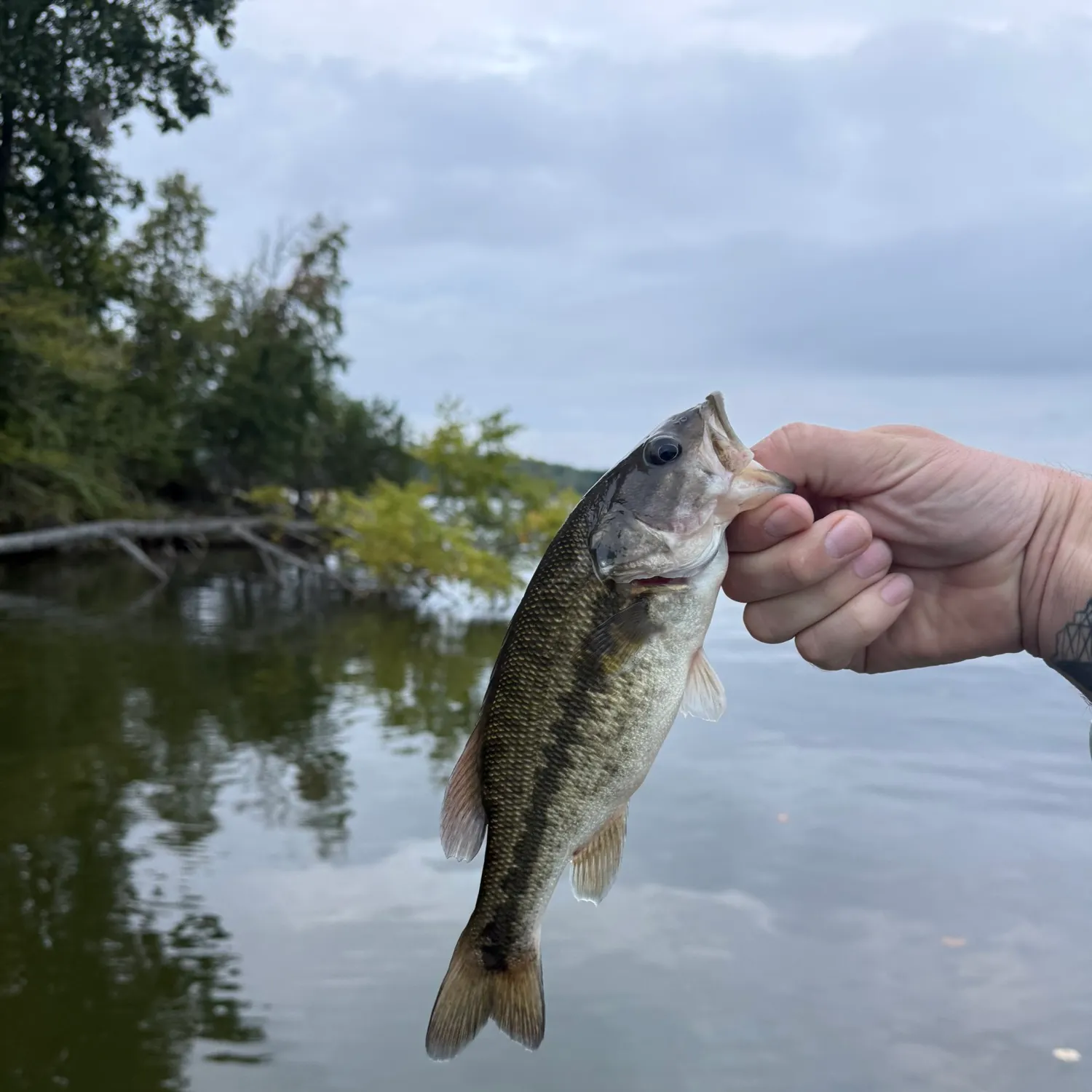 Spotted bass caught on Fishbrain